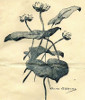 Trois nénuphars (dessin à l'encre, 1919)
