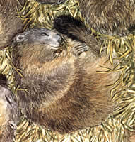 Marmotte hibernant (© Philippe Legendre-Kvater, 2000)