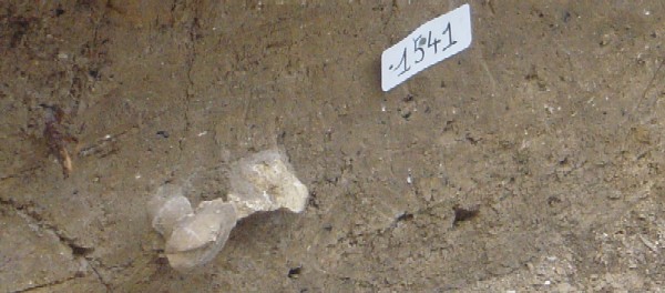 Ossement humain médiéval affleurant une tranchée moderne