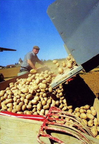 Plantation de pommes de terre à Sainville en 2001