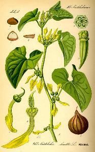 Aristolochia Clematis L.