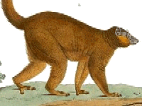 Mongous et tête de sa femellle