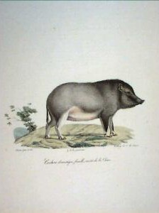 Cochon domestique, variété de la Chine