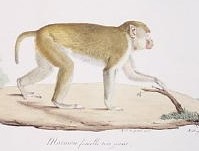 Maimon femelle (2)