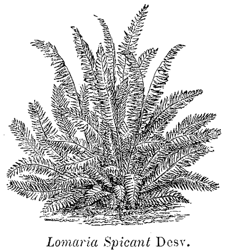 Lomaria spicant (dessin de Correvon, 1896))