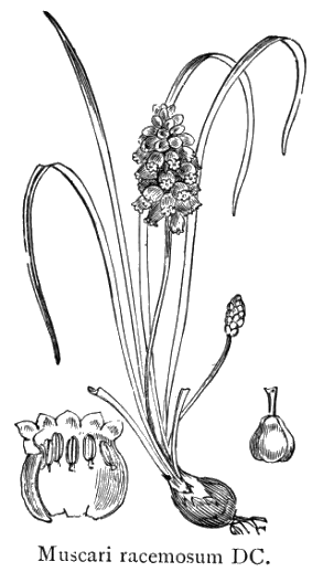 Muscrai racemosum